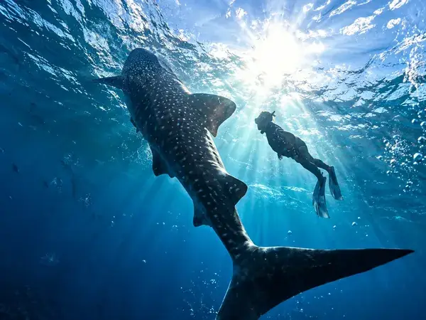 Paket Trip Hiu Paus Sumbawa Teluk Saleh 2 Hari 1 Malam